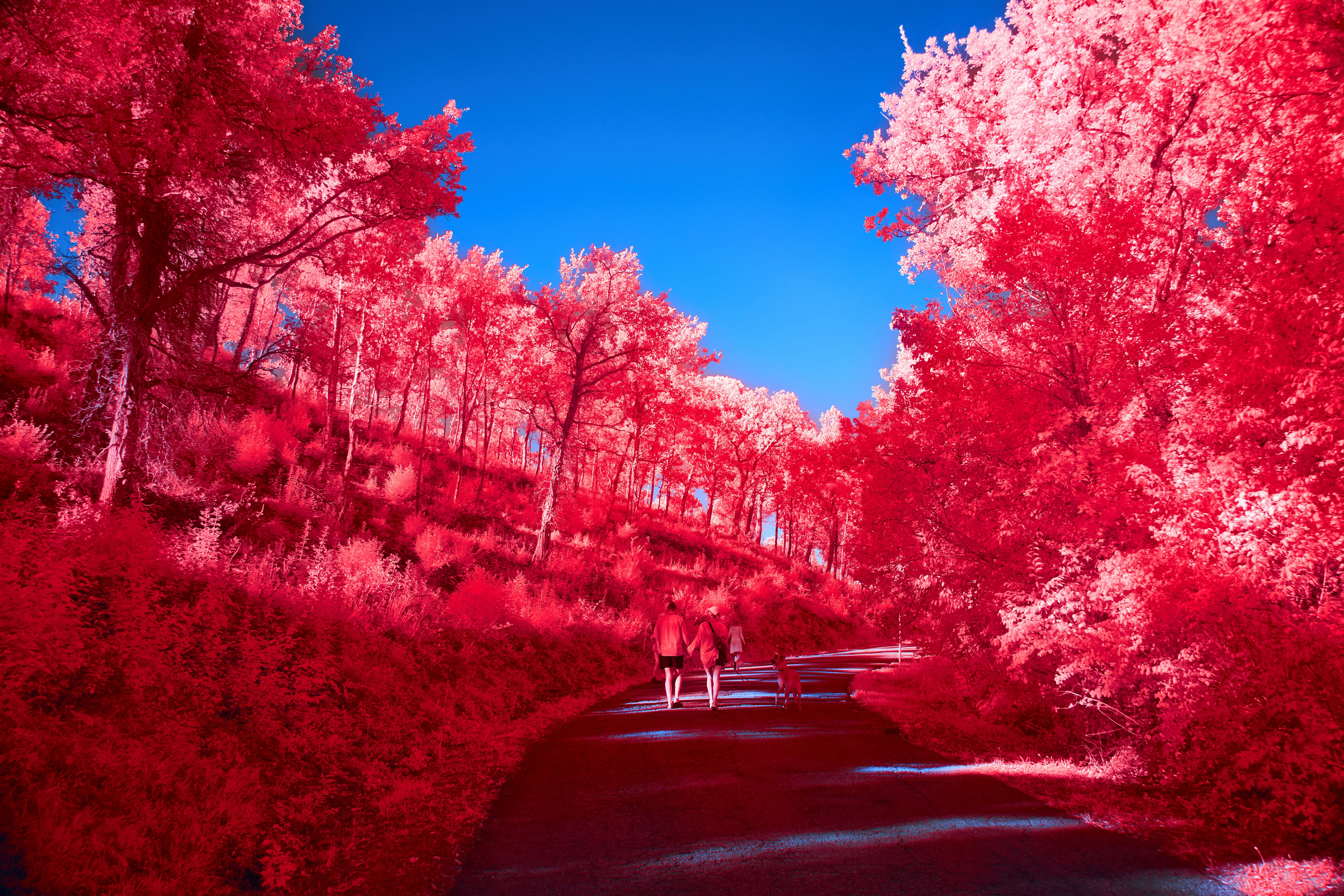 Photo by wolfgang_hasselmann