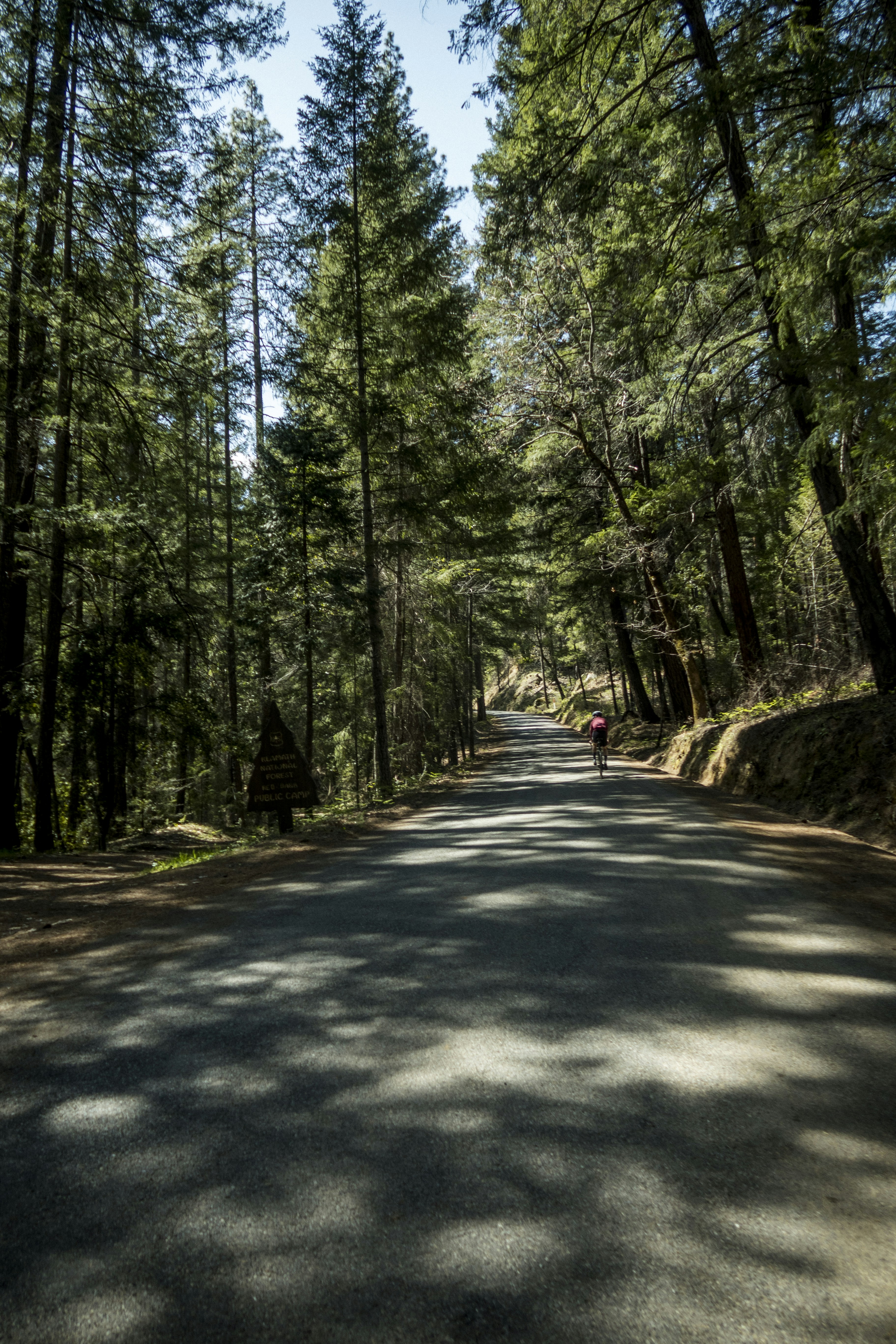 a person riding a skateboard down a tree lined road