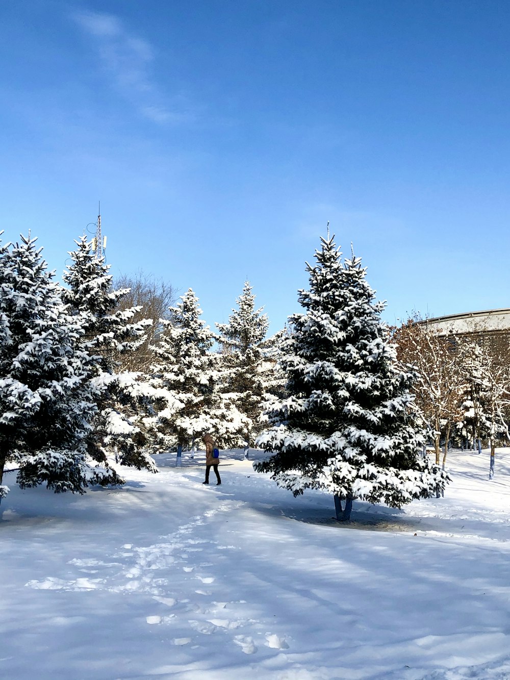 a couple of trees that are in the snow