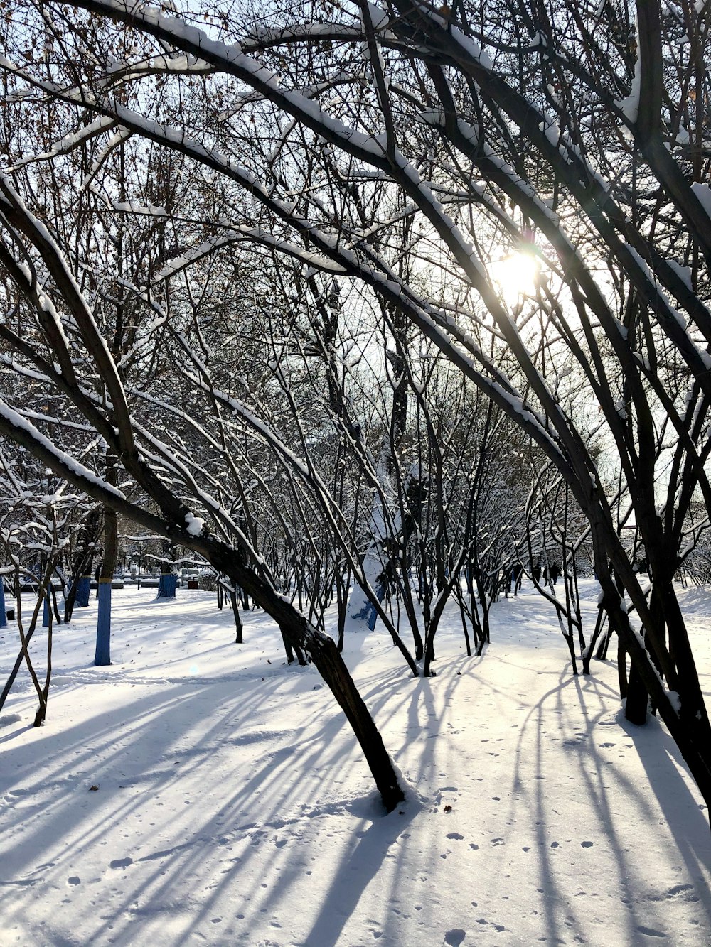 the sun is shining through the trees in the snow