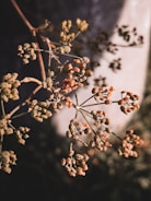 Dry seed pods and stems are captured with a moody lighting effect, highlighting the intricate details of the plant structure against a soft, blurred background.