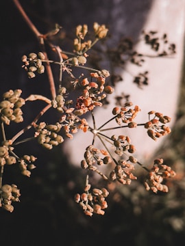 Dry seed pods and stems are captured with a moody lighting effect, highlighting the intricate details of the plant structure against a soft, blurred background.