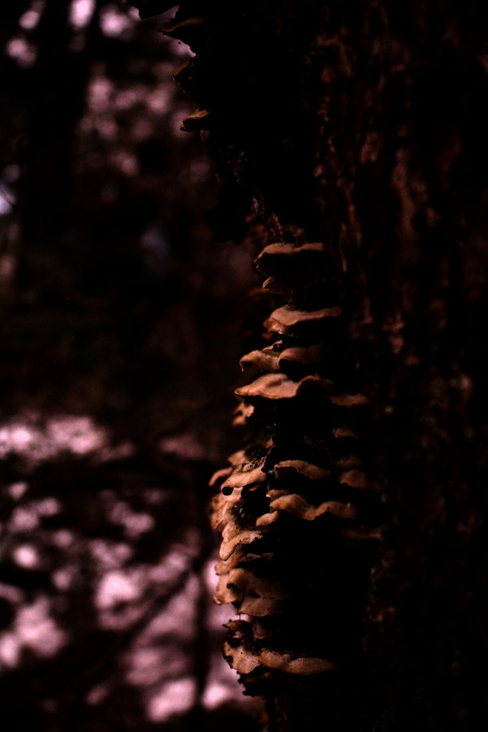 funghi che crescono su un albero nel bosco