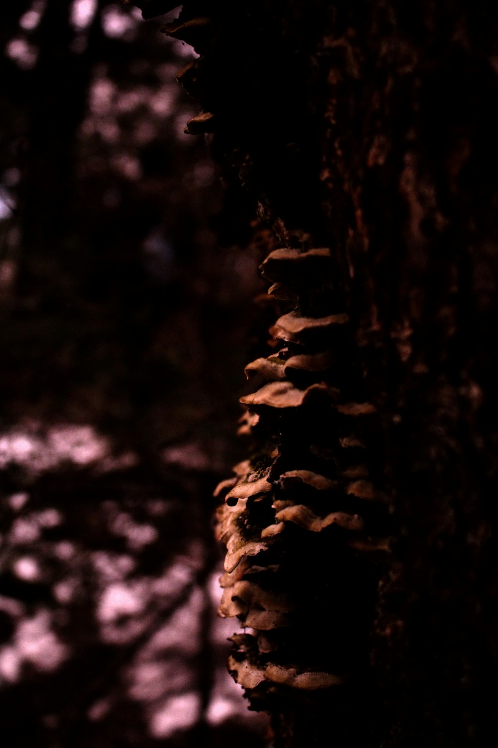 mushrooms growing on a tree in the woods