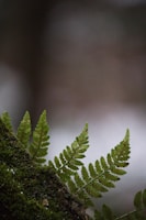 a close up of a plant with a blurry background