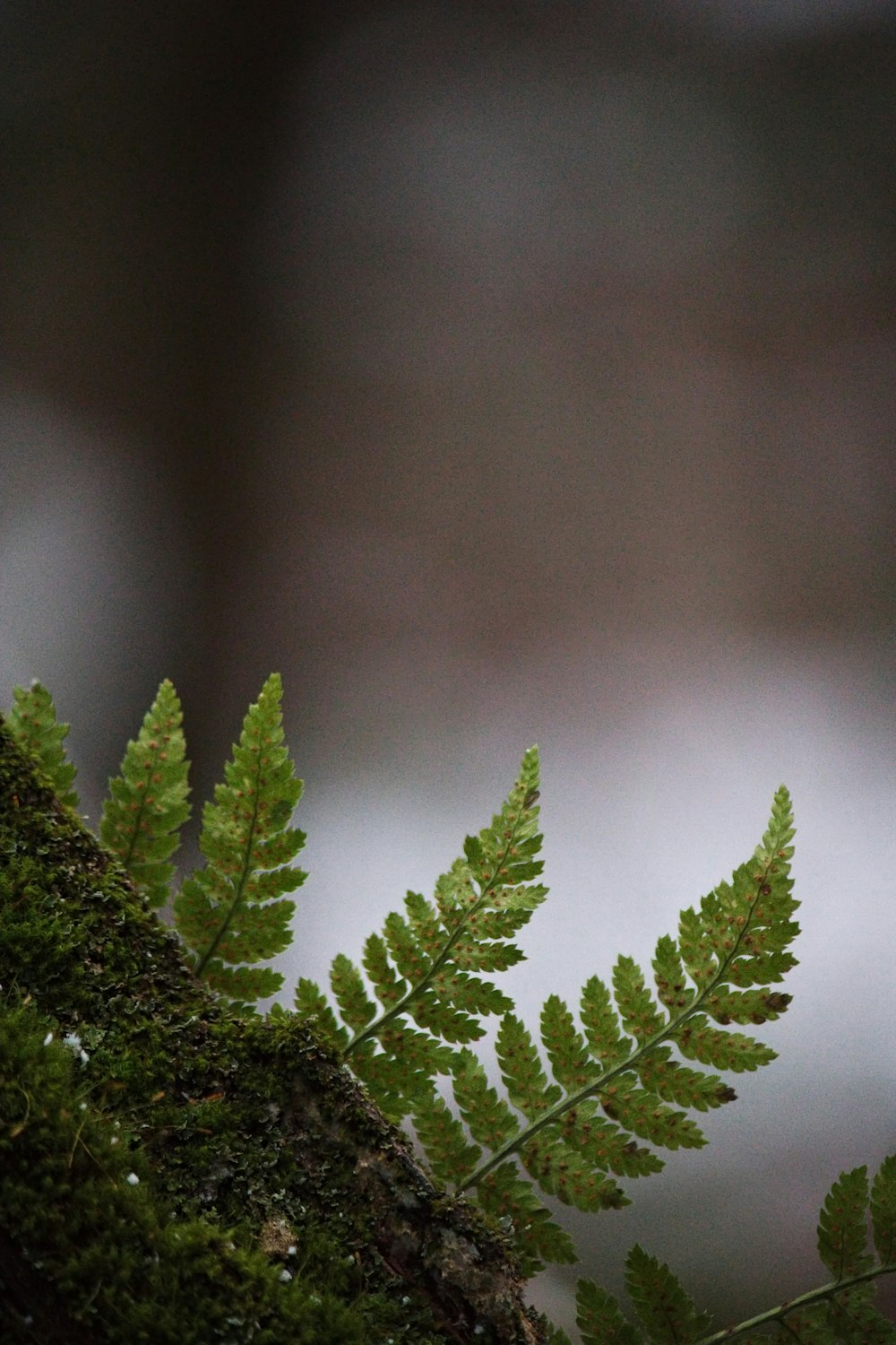 a close up of a plant with a blurry background