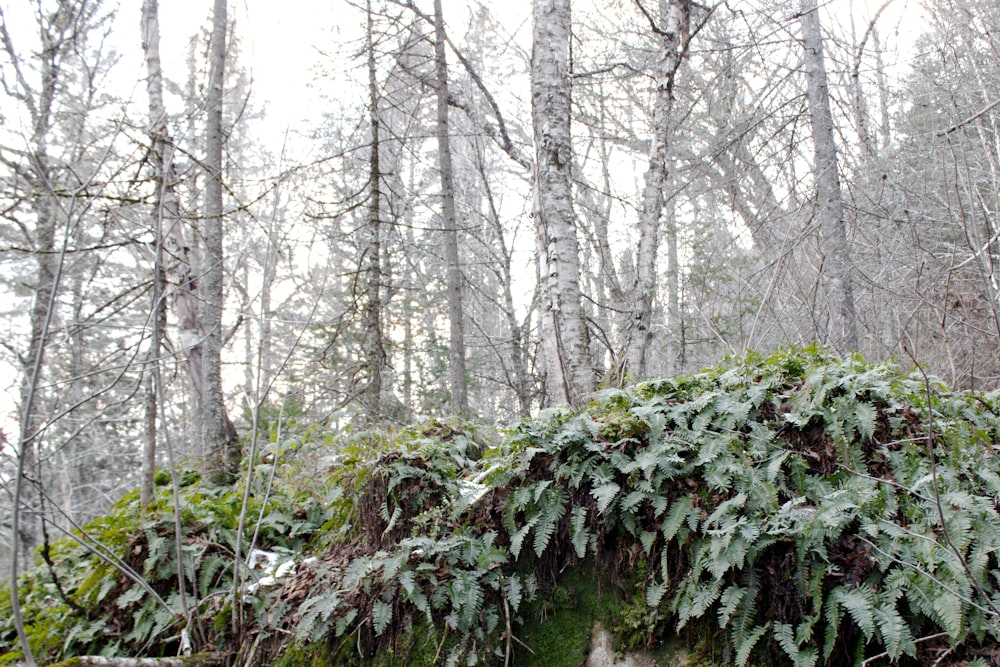 Un ponte coperto di muschio nel mezzo di una foresta