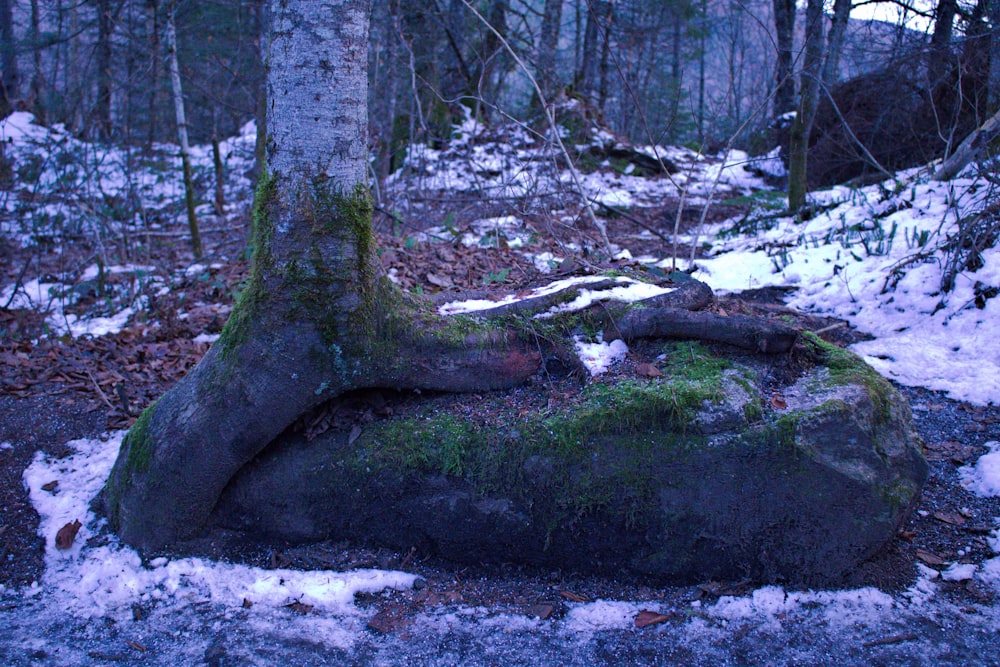 a rock covered in snow next to a tree