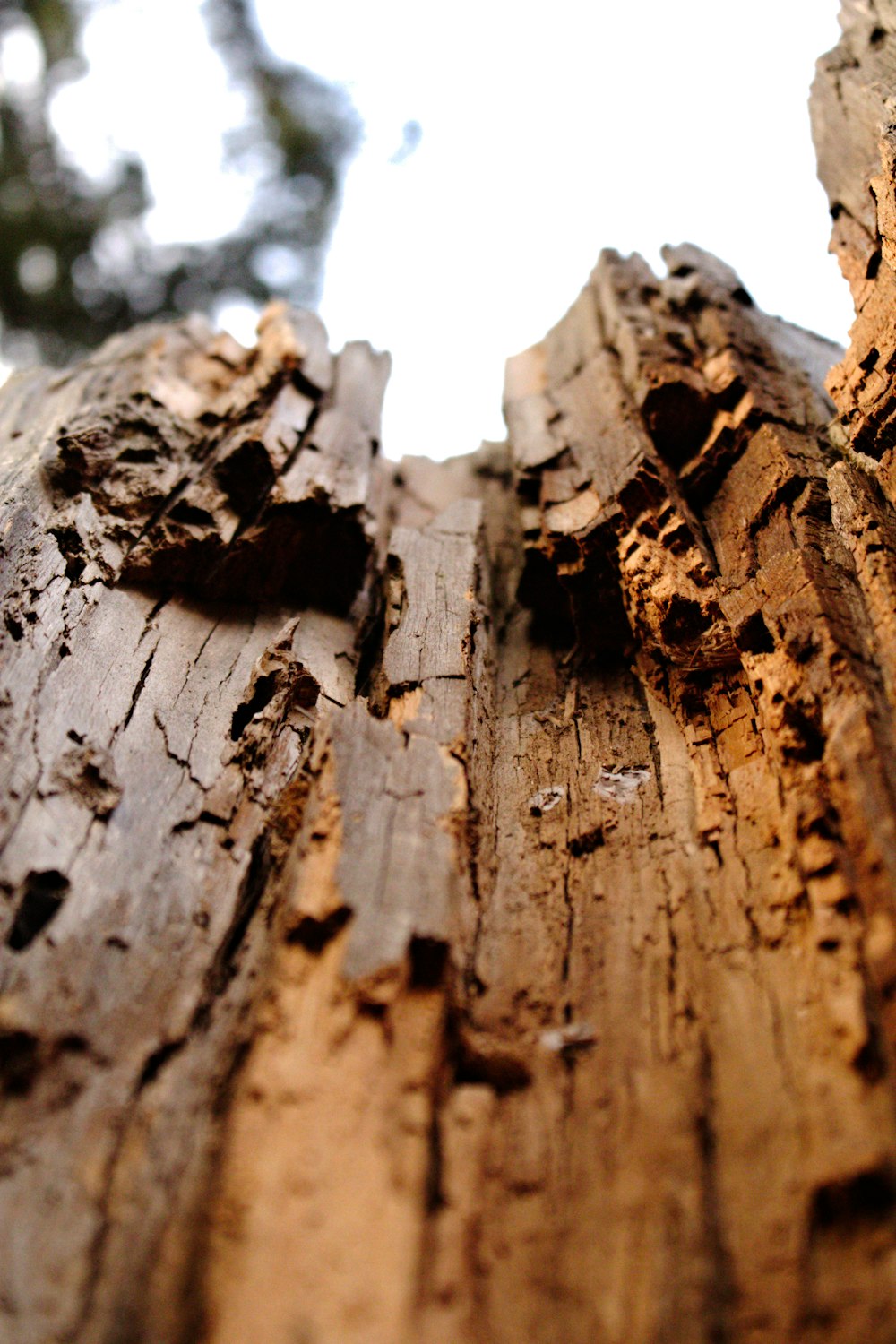 a close up of a tree trunk with a sky background