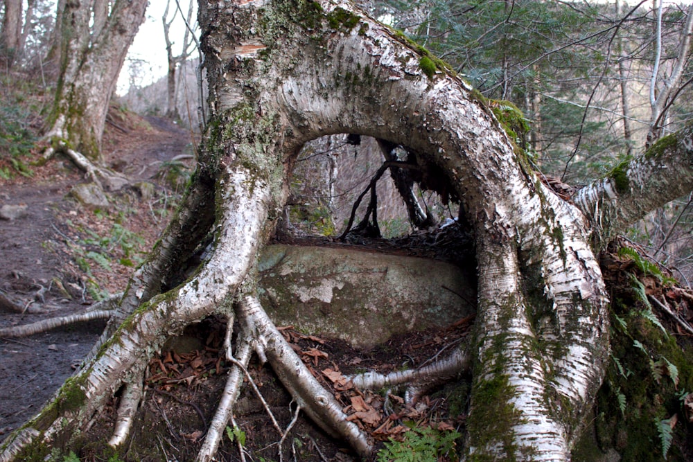 un árbol grande que crece de la tierra