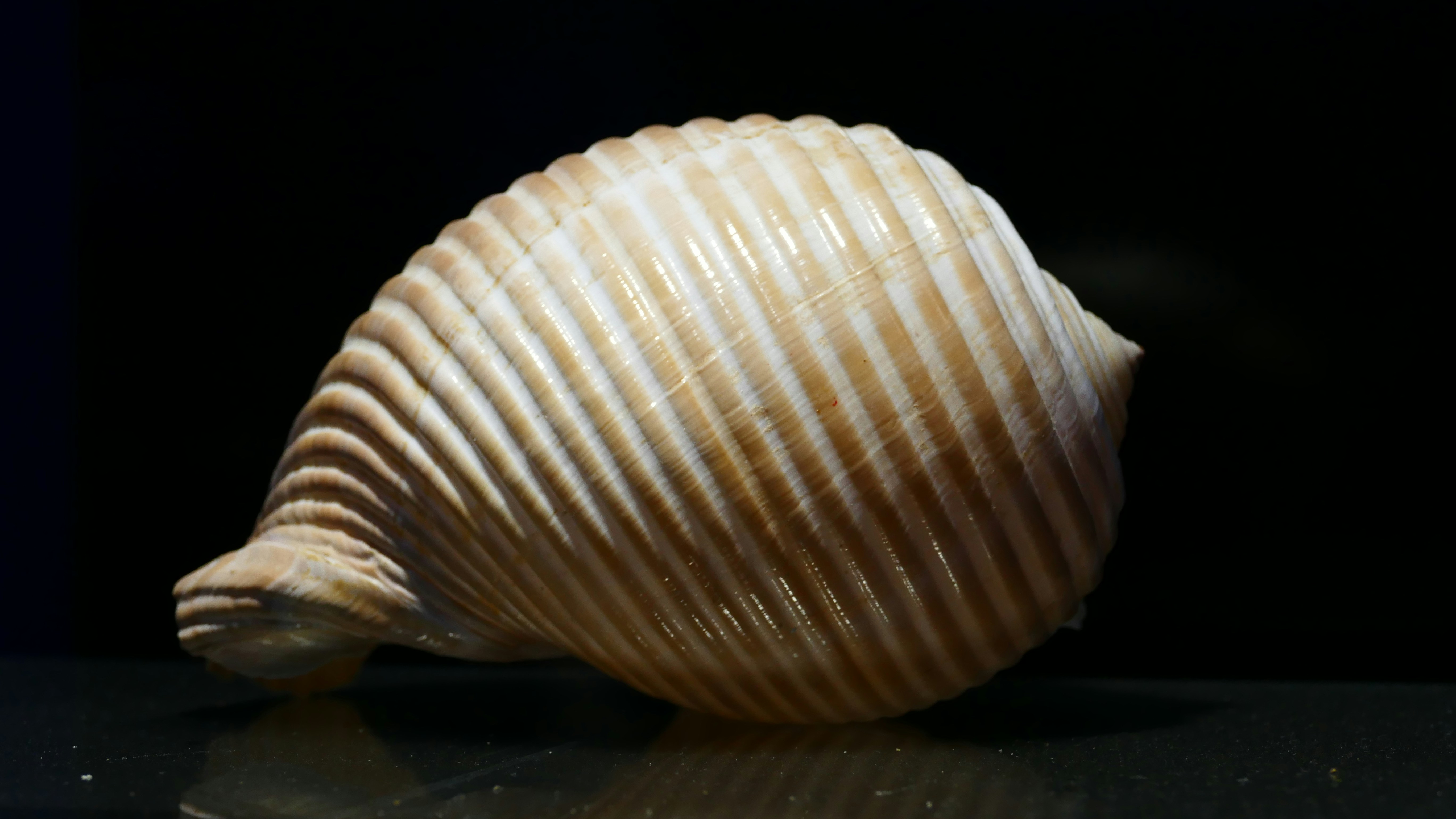 a shell is shown on a black surface