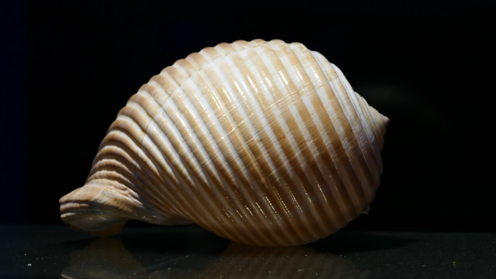 a shell is shown on a black surface