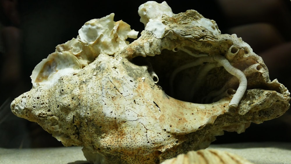 a close up of a rock with a shell