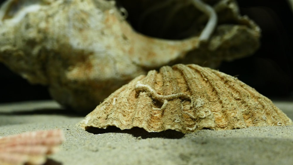 a close up of a shell on a sandy beach