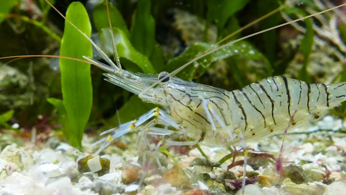 A clear, striped shrimp is situated on a gravelly, sandy substrate, with vibrant green aquatic plants in the background. The shrimp's translucent body with black stripes and thin, elongated antennae is visible in detail.