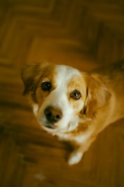 A dog with a white snout and chest and golden brown fur is looking up with soulful eyes. The background features a wooden parquet floor, creating a warm and inviting atmosphere.