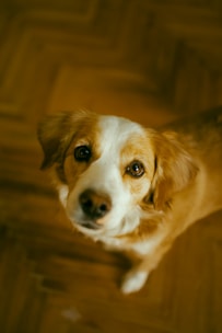 A dog with a white snout and chest and golden brown fur is looking up with soulful eyes. The background features a wooden parquet floor, creating a warm and inviting atmosphere.