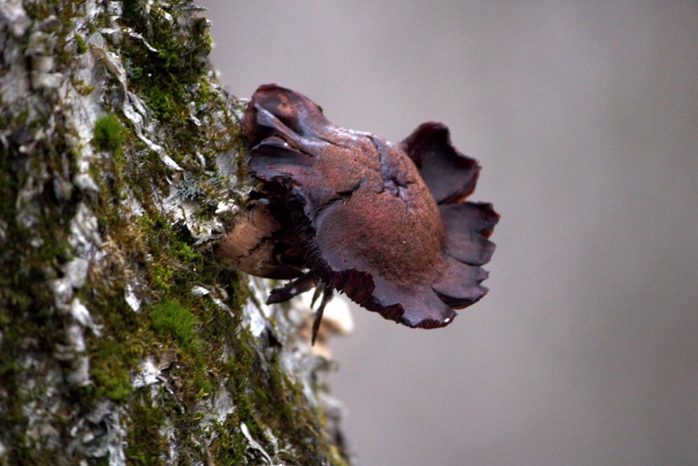 a close up of a small insect on a tree