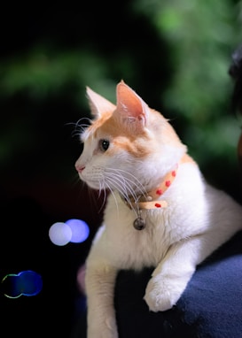 an orange and white cat wearing a collar