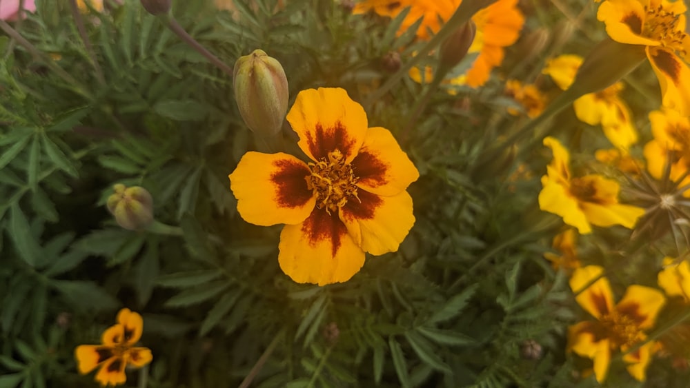 un grupo de flores amarillas y rojas en un campo