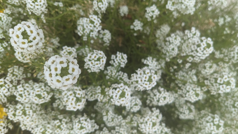 ein Strauß weißer Blumen, die im Gras liegen