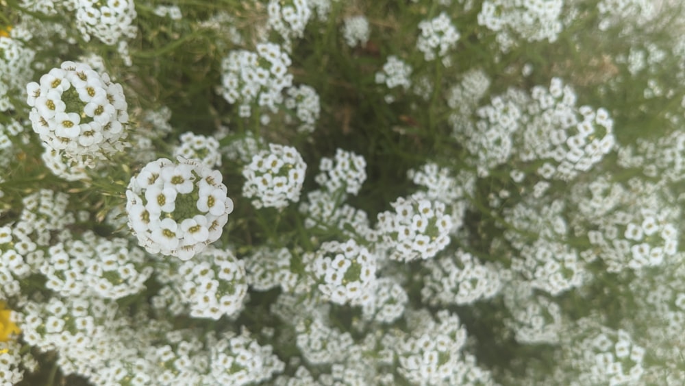 a bunch of white flowers that are in the grass