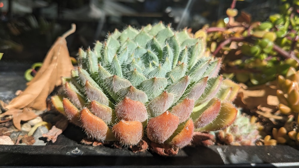 a close up of a small cactus in a planter