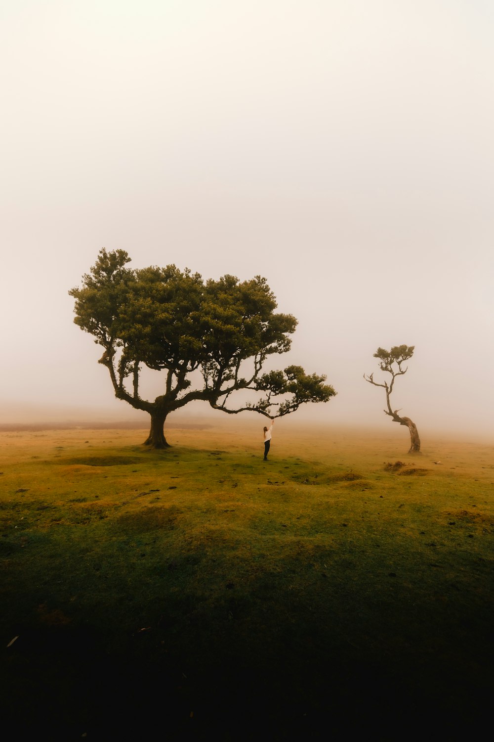 una persona in piedi sotto un albero in una giornata nebbiosa