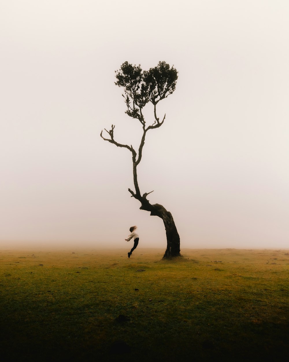 two birds are flying around a tree in a foggy field
