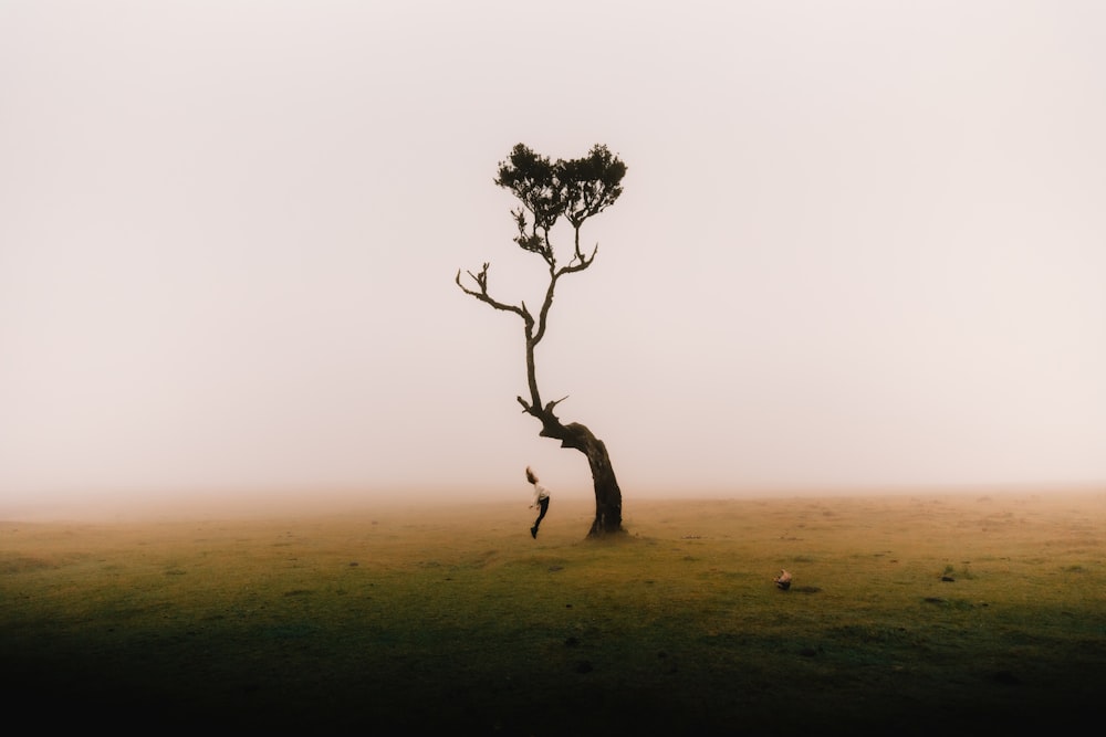 a lone tree in the middle of a foggy field