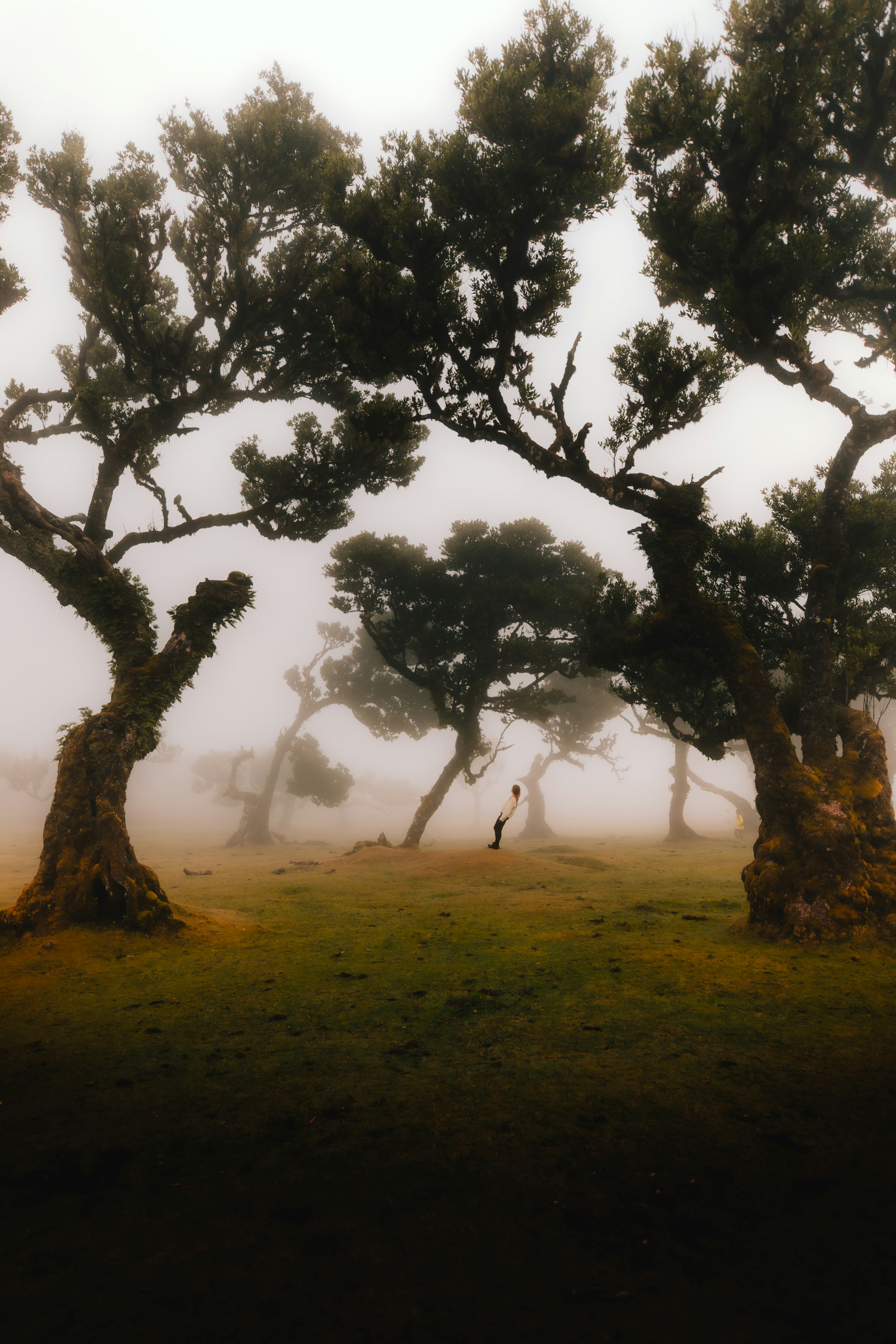 A foggy field with trees and a person in the distance photo – Free ...