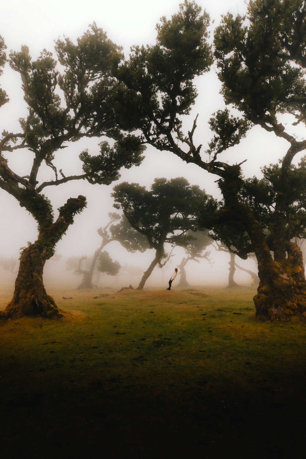 a foggy field with trees and a person in the distance