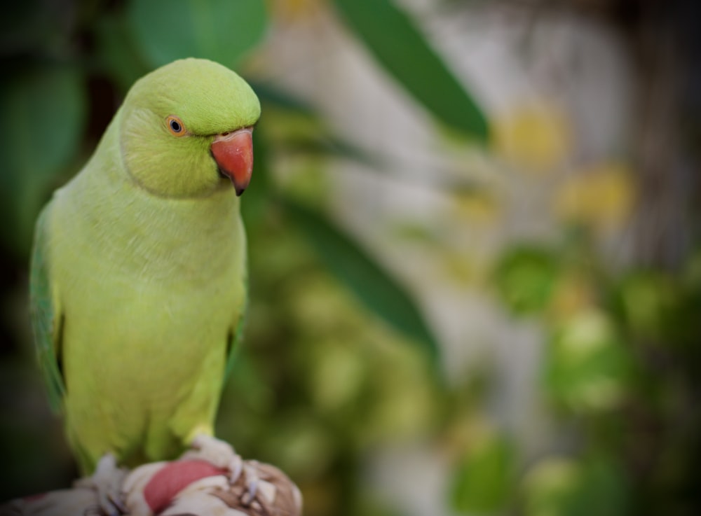 a green bird sitting on top of a persons hand