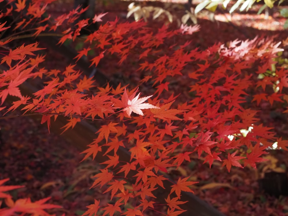 a close up of a tree with red leaves