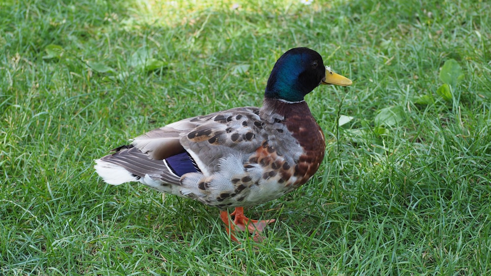 a duck standing in the grass on a sunny day