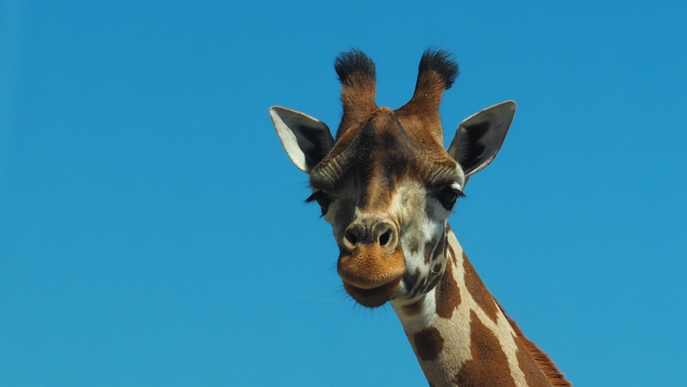 a close up of a giraffe's face against a blue sky