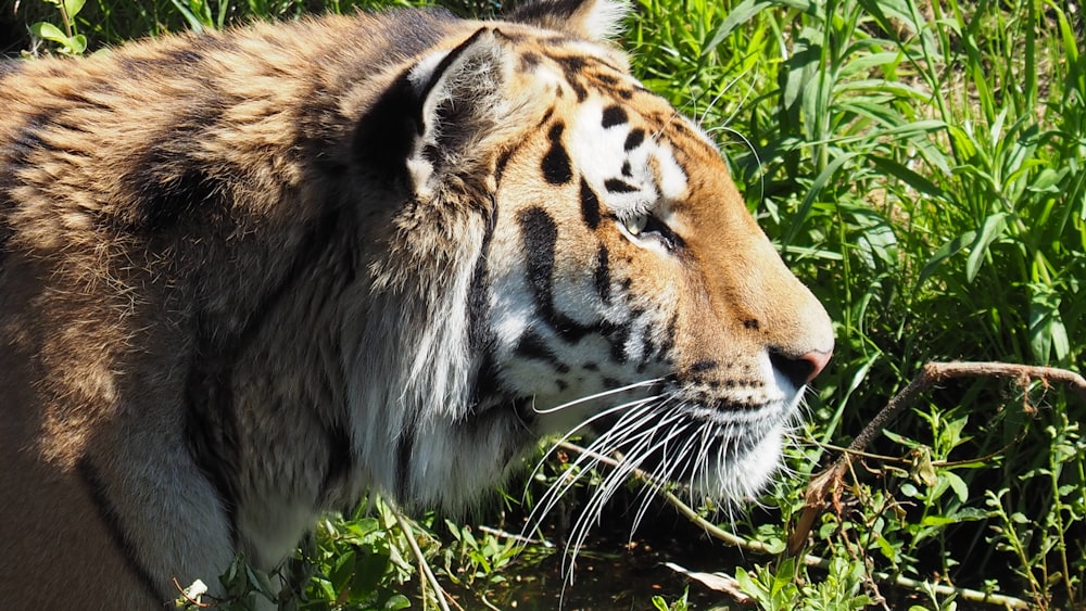 a close up of a tiger in a field of grass