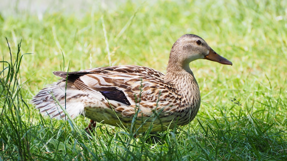 a duck is standing in the tall grass