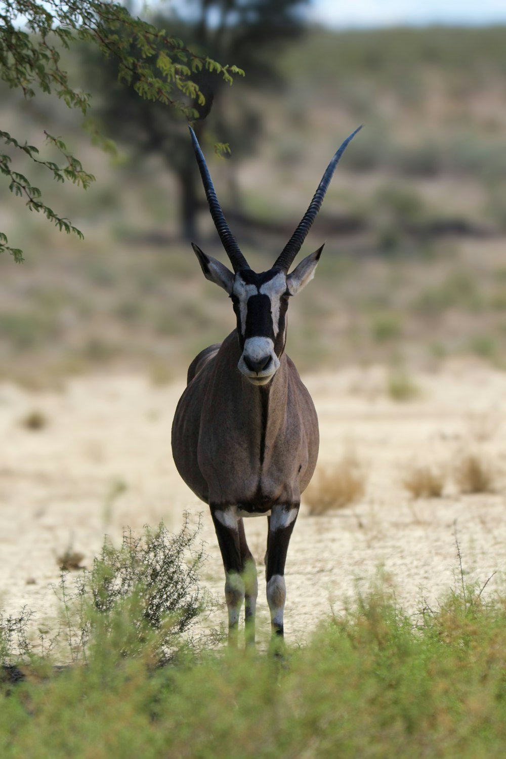 an antelope standing in a field with trees in the background
