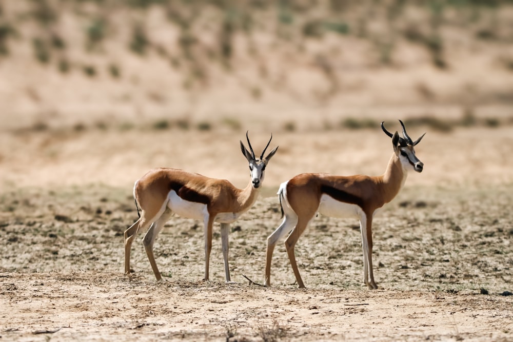 two gazelle standing next to each other on a dirt field