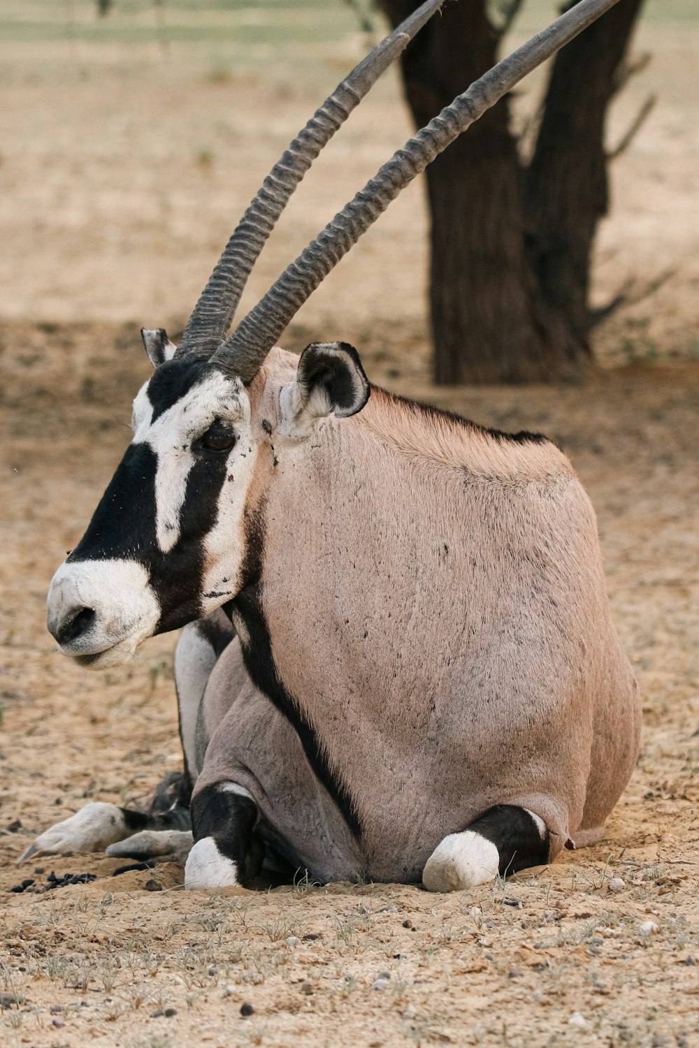 eine Antilope sitzt auf dem Boden vor einem Baum