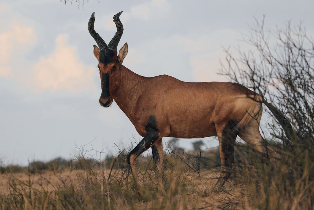 an antelope is standing in a grassy field