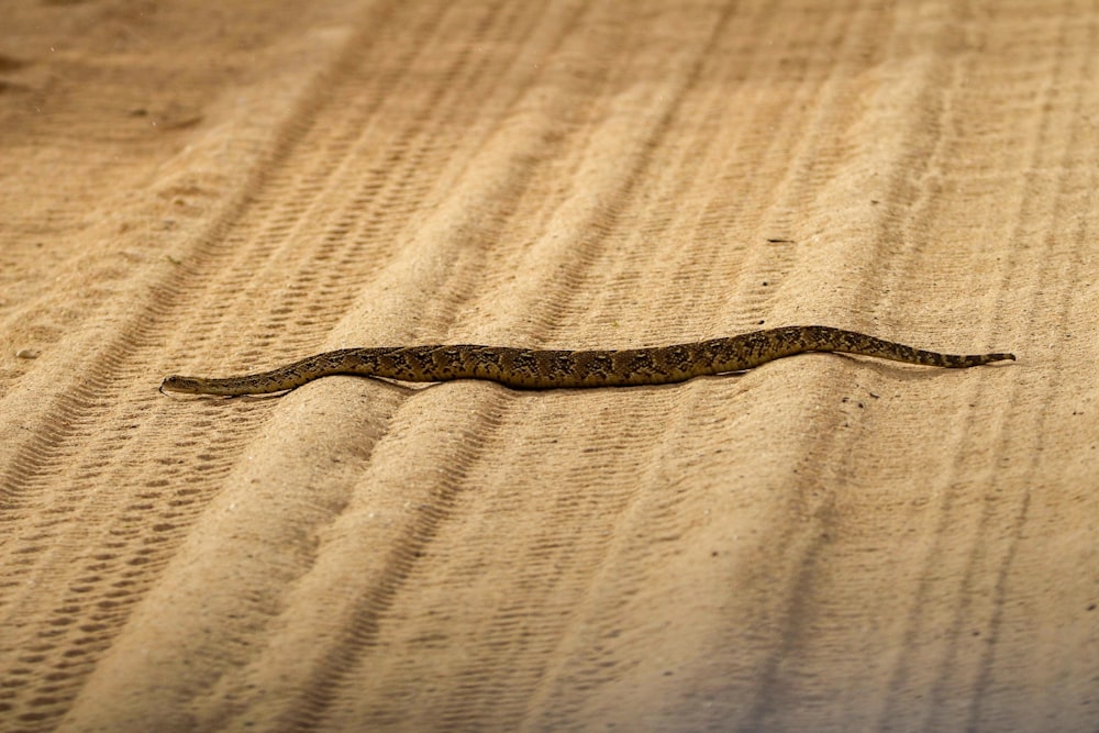 a small lizard is laying on the ground