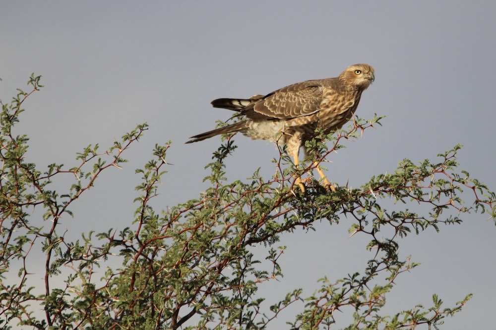 a hawk perched on top of a tree branch