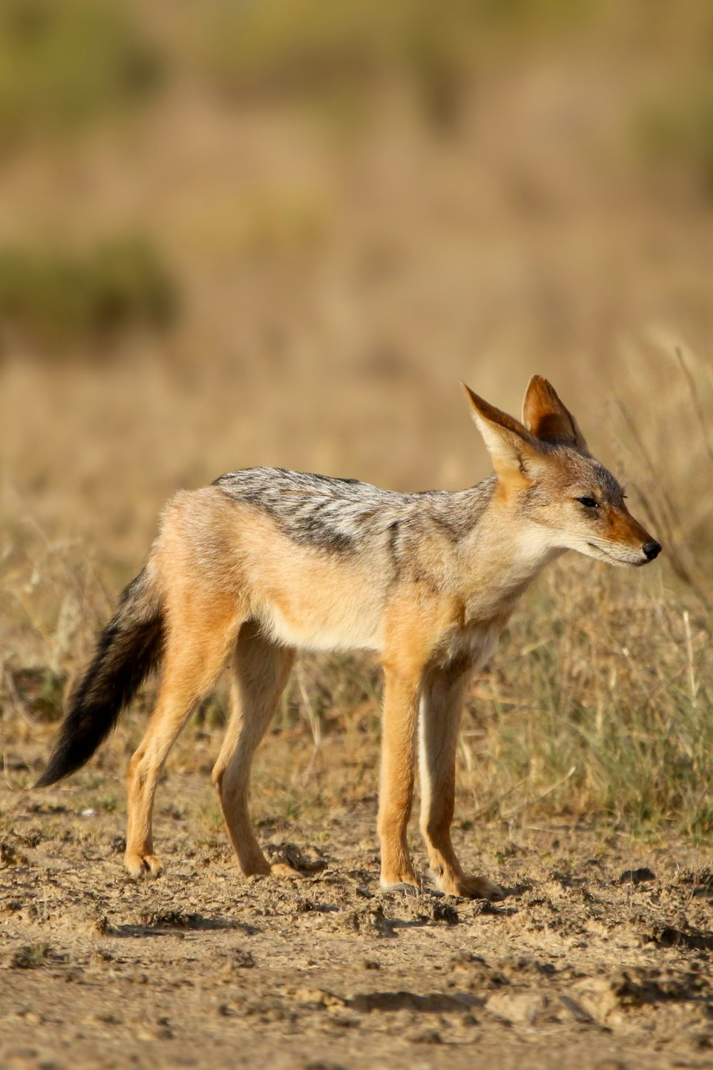 a small fox standing on top of a dirt field