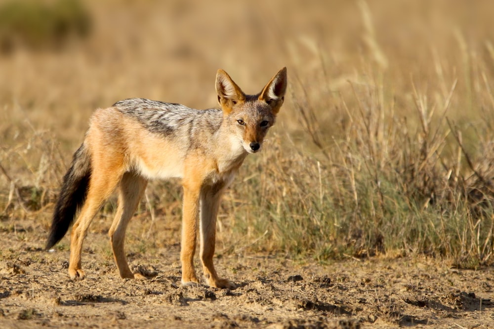 a lone fox standing in a field of dry grass