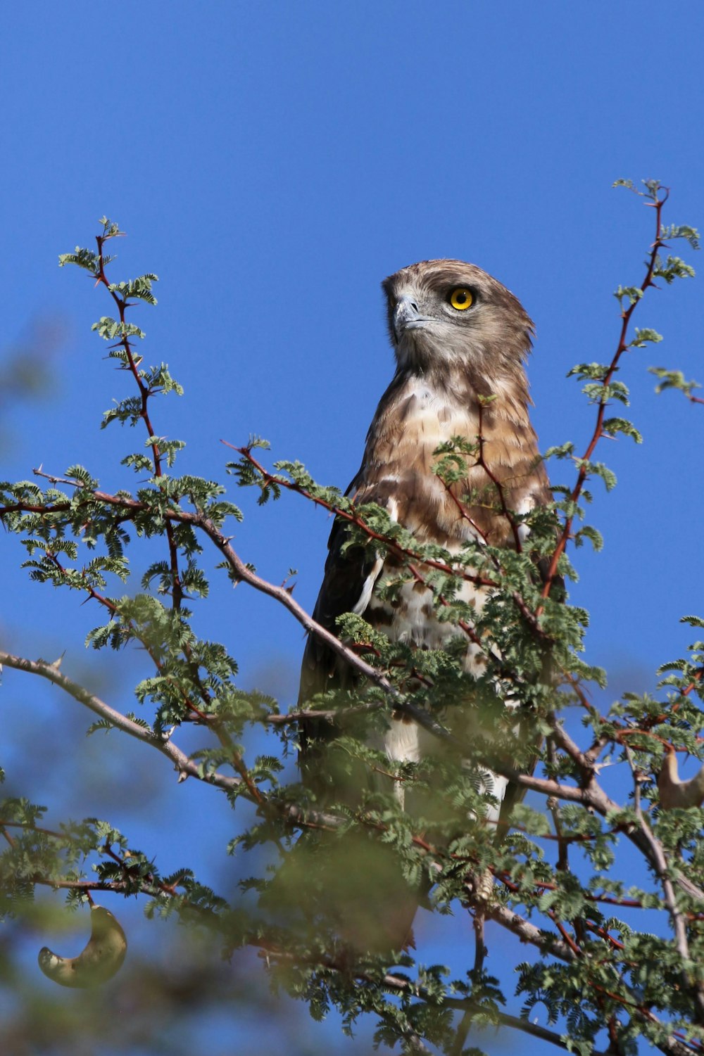 a bird perched on top of a tree branch