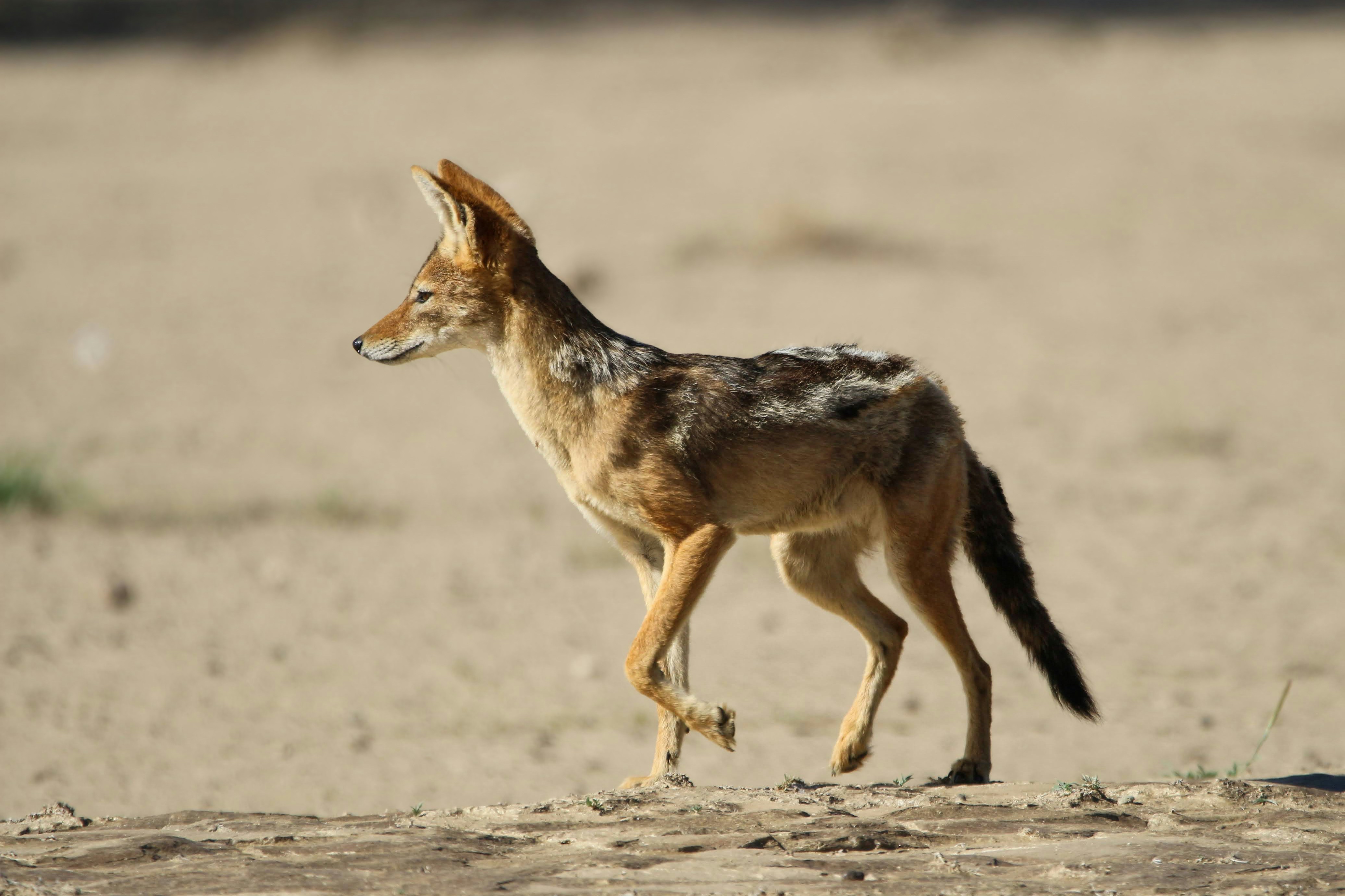 Photo by xav_the_moabite