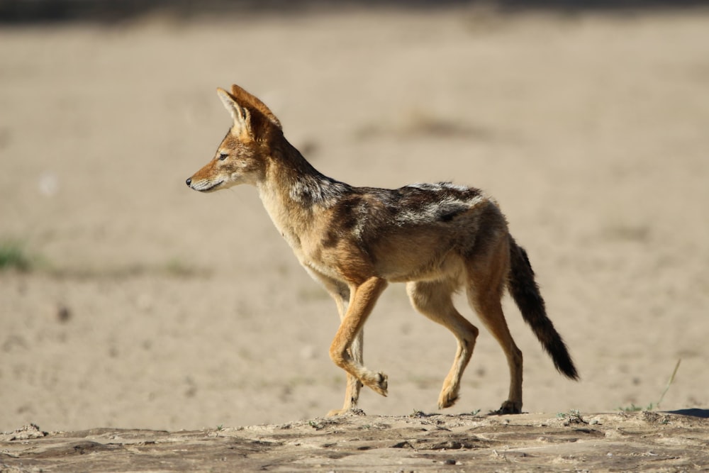 a small animal walking across a sandy field