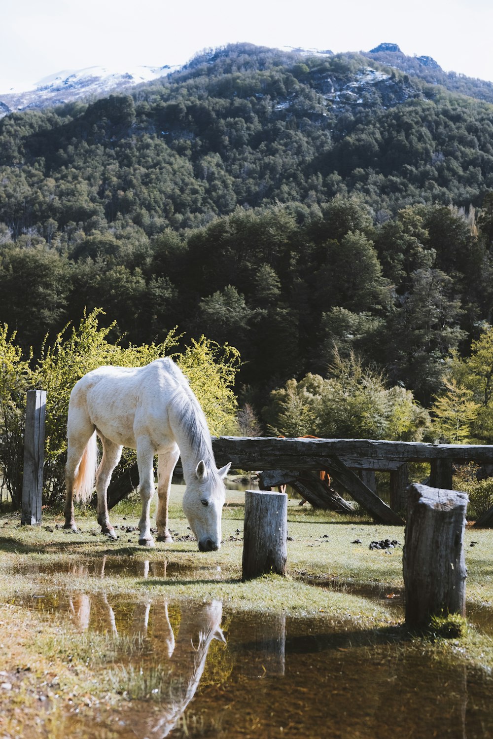 un cavallo bianco in piedi accanto a una staccionata di legno